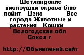 Шотландские вислоушки окраса блю пойнт › Цена ­ 4 000 - Все города Животные и растения » Кошки   . Вологодская обл.,Сокол г.